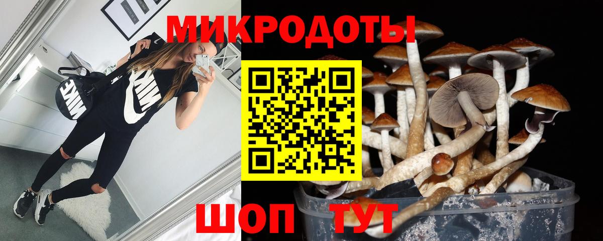 Североморск  Псилоцибиновые грибы Psilocybe  Вход с VPN 